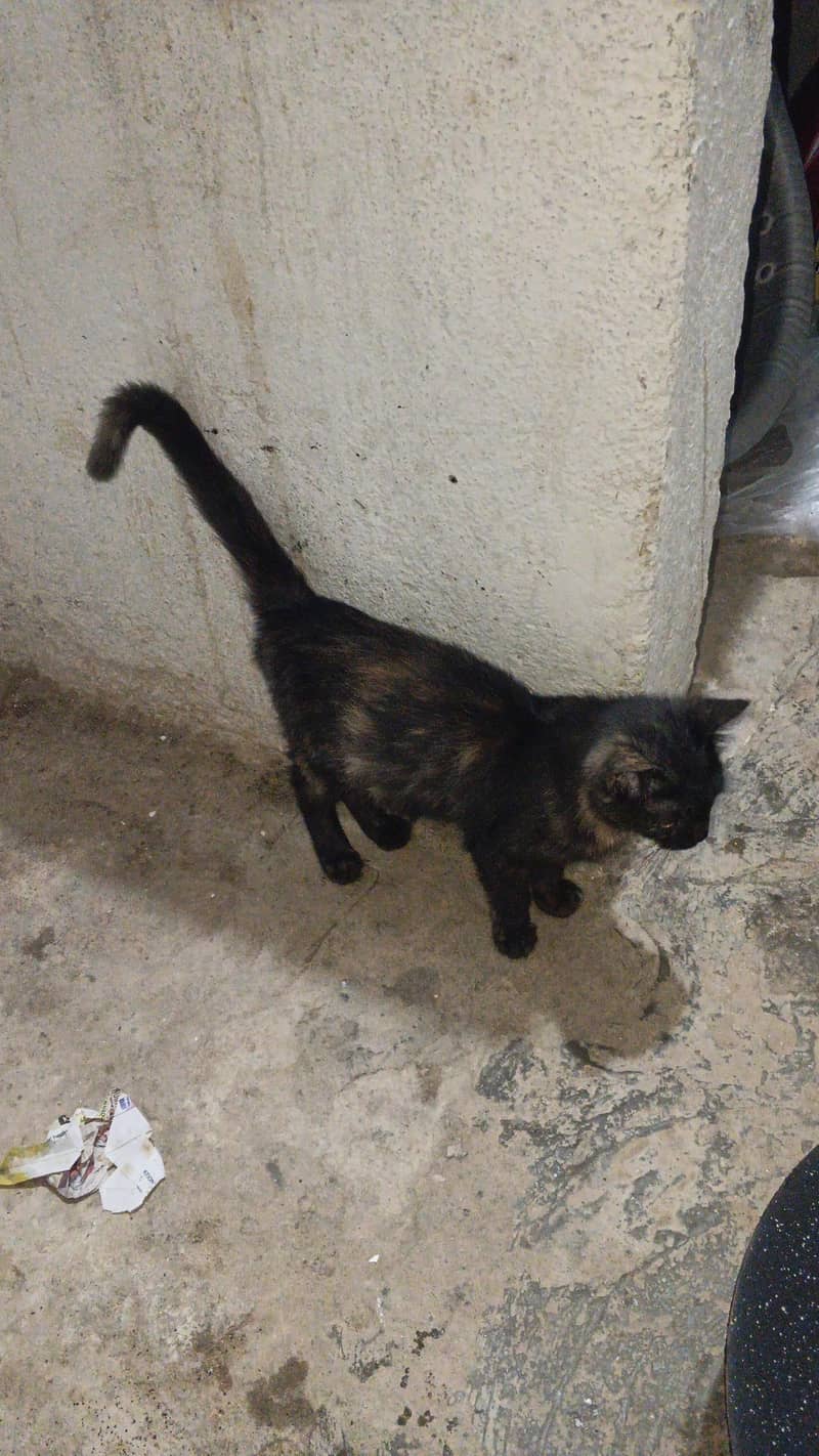Tortoiseshell 2