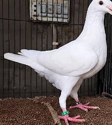 White German Beauty Male Pigeon for Sale in Karachi