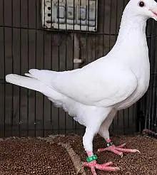 White German Beauty Male Pigeon for Sale in Karachi