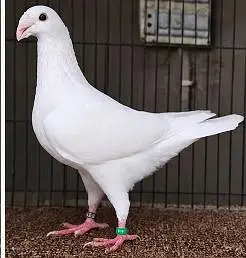 White German Beauty Male Pigeon for Sale in Karachi — photo 2