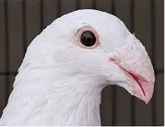 White German Beauty Male Pigeon for Sale in Karachi — photo 3