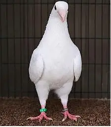 White German Beauty Male Pigeon for Sale in Karachi — photo 4