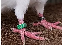 White German Beauty Male Pigeon for Sale in Karachi — photo 5