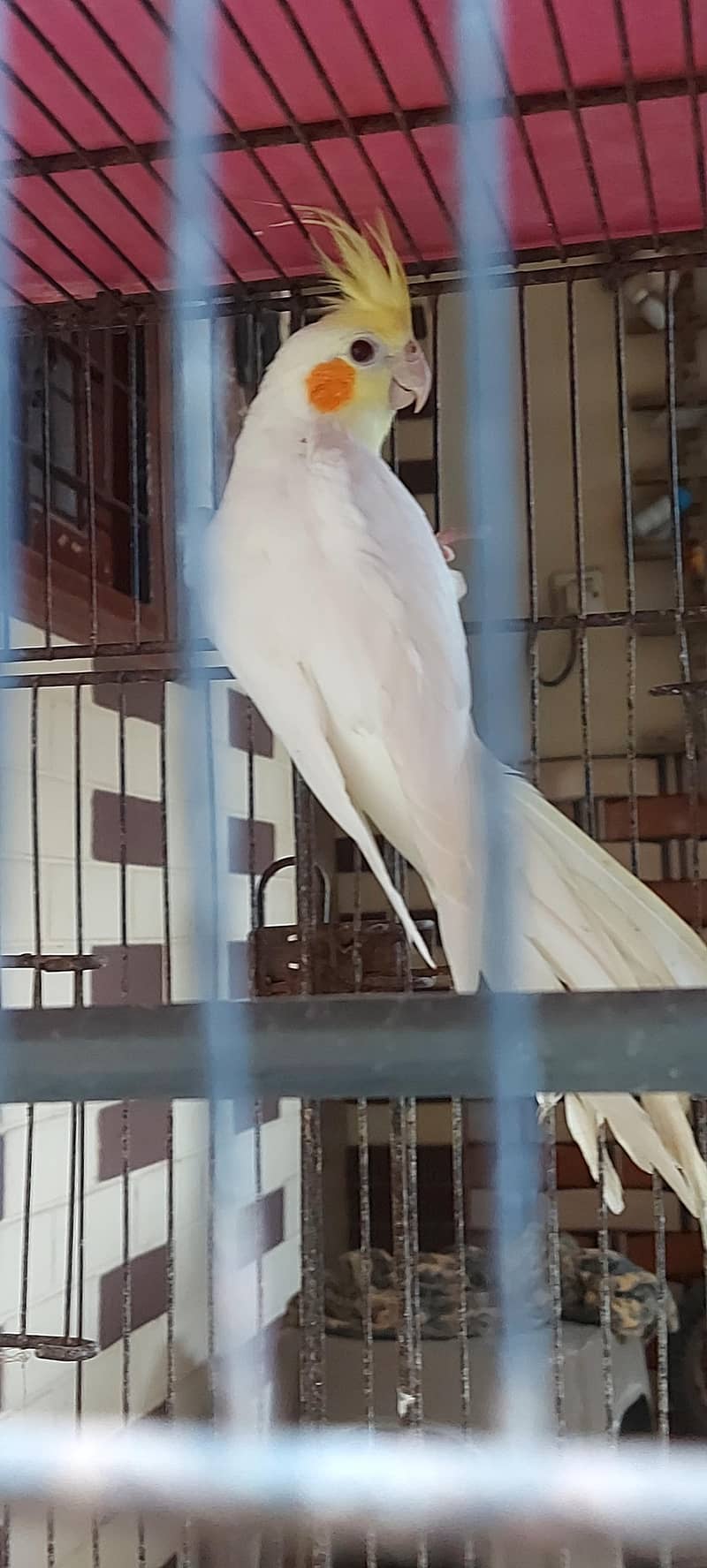 cocktail parrot birds cream cocktail - Parrots - 1120872833
