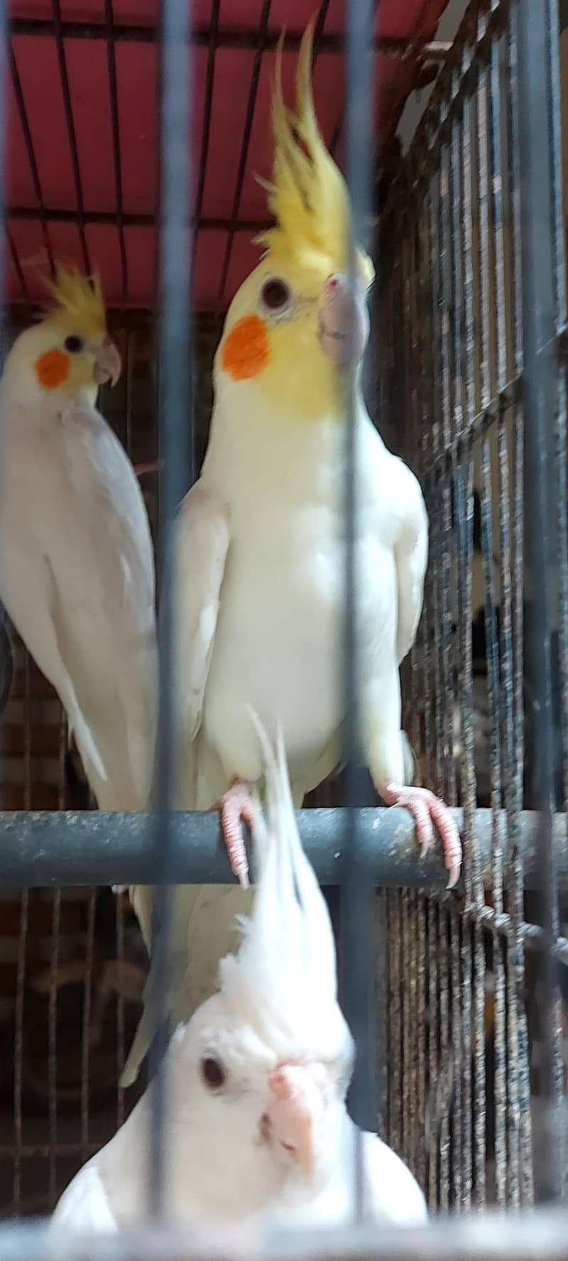 cocktail parrot birds cream cocktail - Parrots - 1120872833