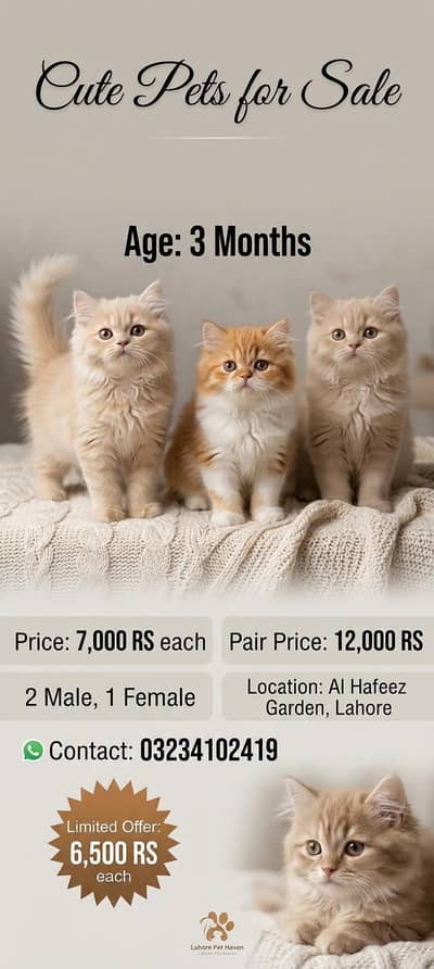 Kitten for sale 6500 each