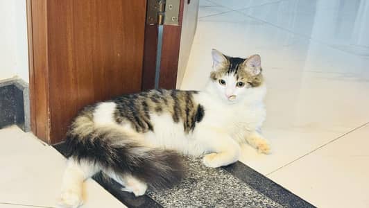 Persian cats