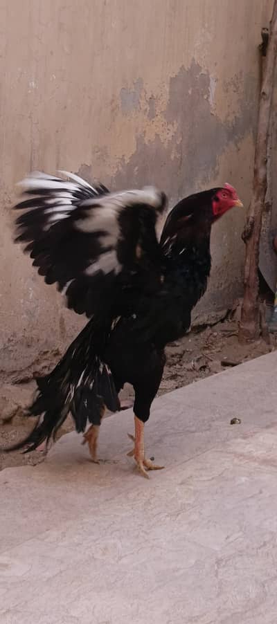 High quality pure lasani birds