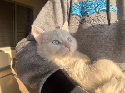 BLUE EYED WHITE HAIR CAT FOR SALE