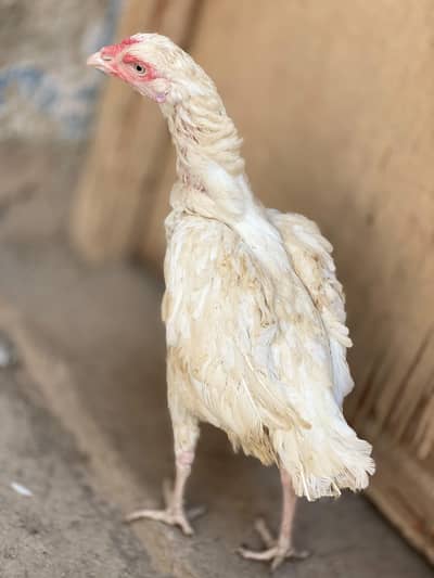 mianwali hen