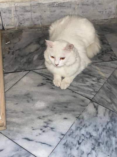 Beautiful 1 Year Old Female Cat for Sale – Vaccinated
