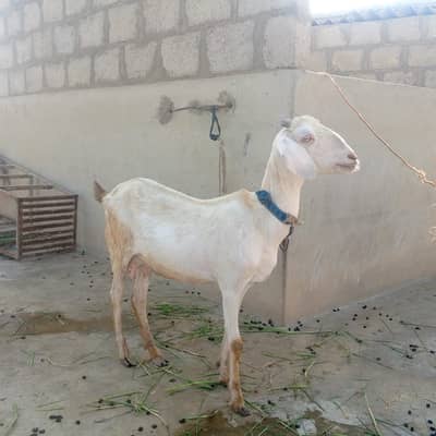 Healthy Goats for Sale - 2 Lactating Females & 2 Baby Males