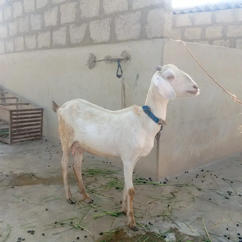 Healthy Goats for Sale - 2 Lactating Females & 2 Baby Males