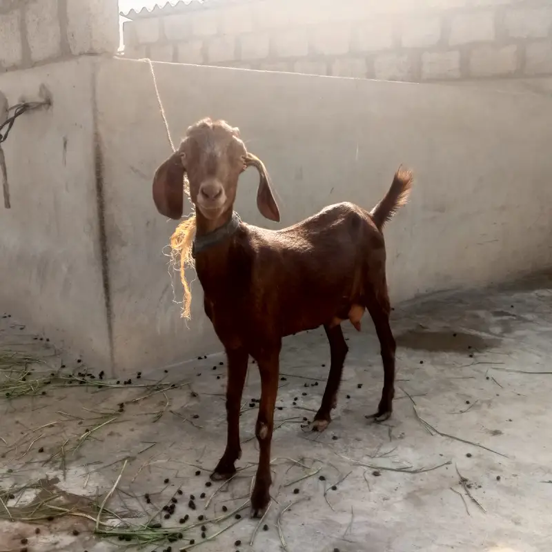 Healthy Goats for Sale - 2 Lactating Females & 2 Baby Males — photo 2