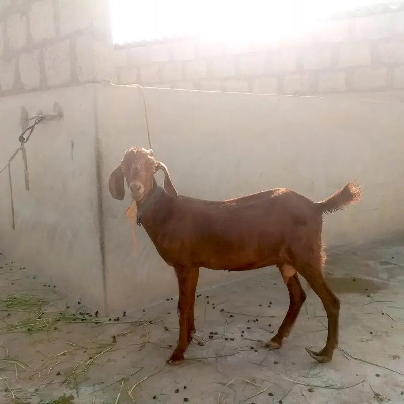 Healthy Goats for Sale - 2 Lactating Females & 2 Baby Males — photo 3