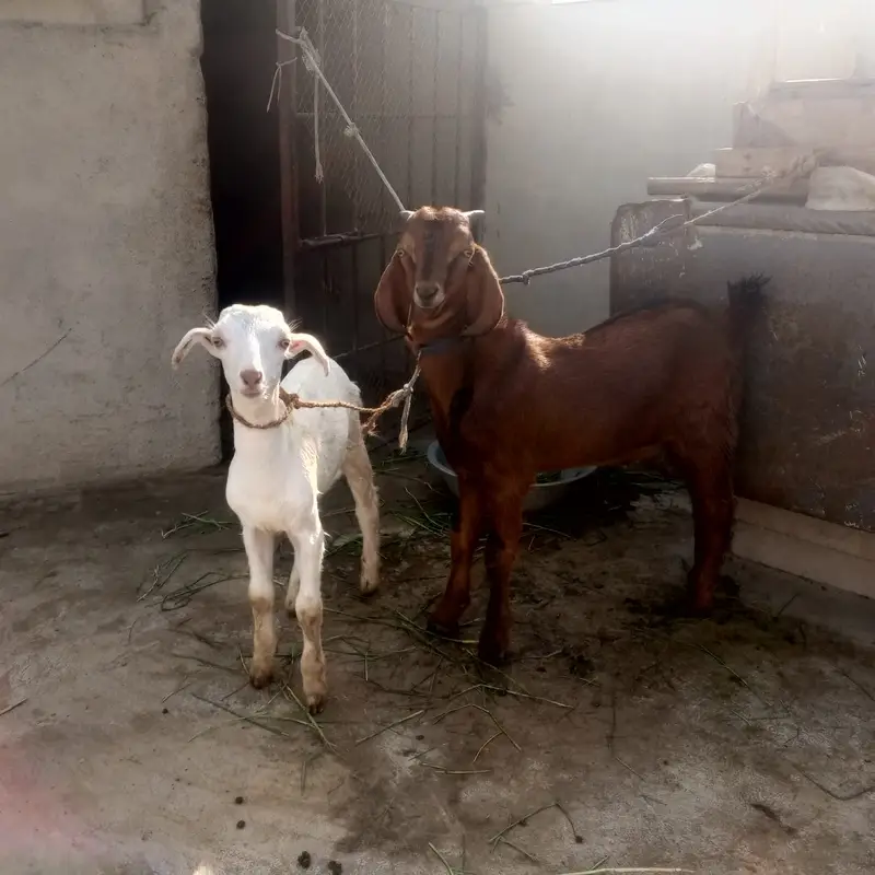 Healthy Goats for Sale - 2 Lactating Females & 2 Baby Males — photo 4