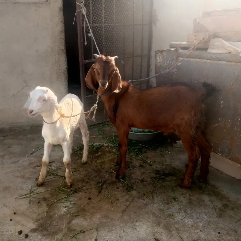 Healthy Goats for Sale - 2 Lactating Females & 2 Baby Males — photo 5