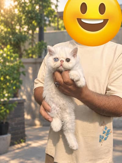 cats sale just caring family ko dyni hi