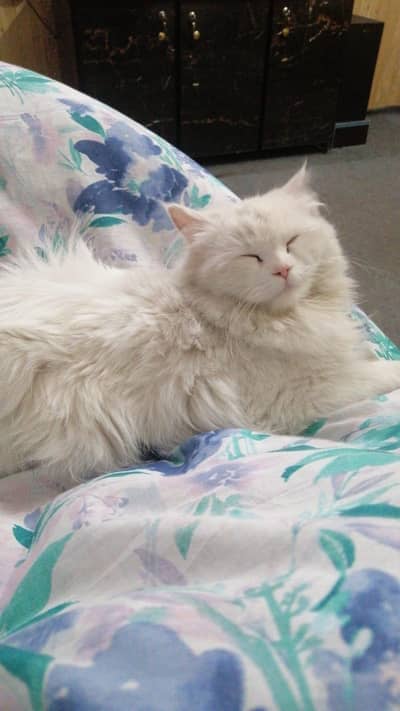 cat and kittens for sale