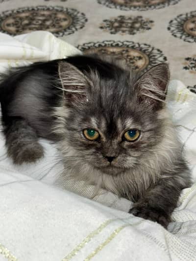premium quality and unique coloured female Persian kitten for sale
