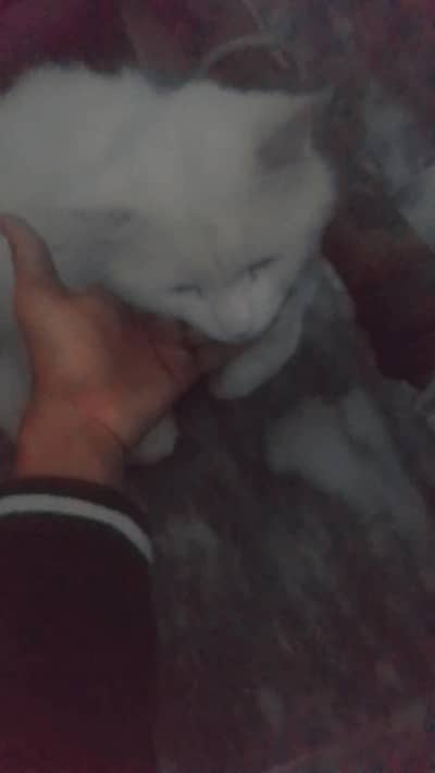 cute cat
