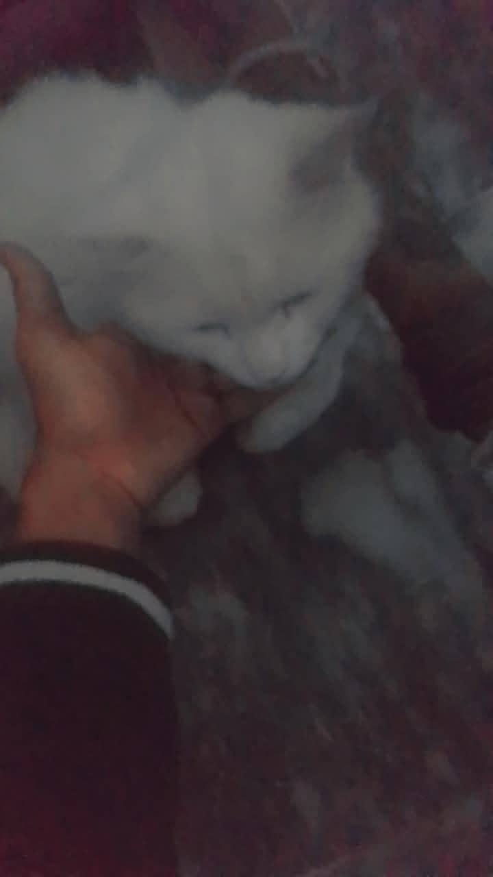 cute cat 0