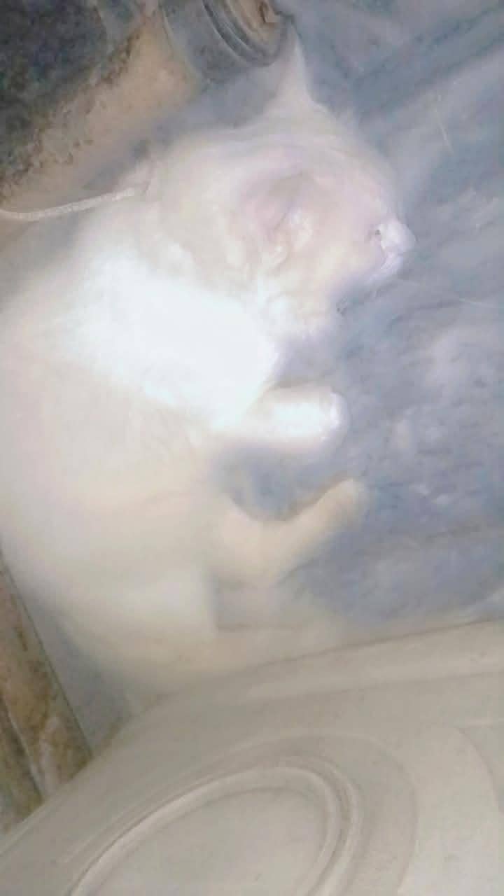 cute cat 1
