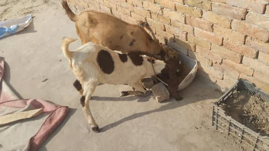 ek bakra ek bakri age 6 months