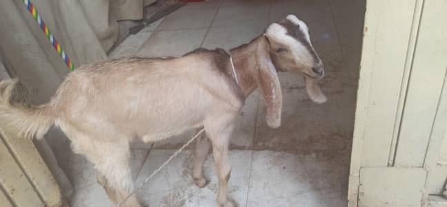 Bakra k bacha