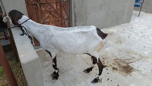 mundi pateri bakri