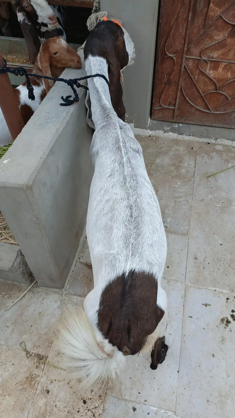 mundi pateri bakri — photo 2