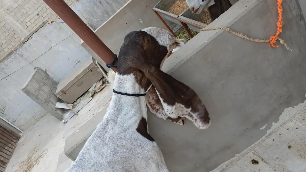 mundi pateri bakri — photo 3