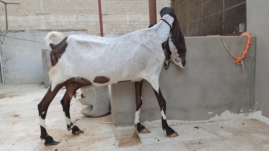 mundi pateri bakri — photo 4