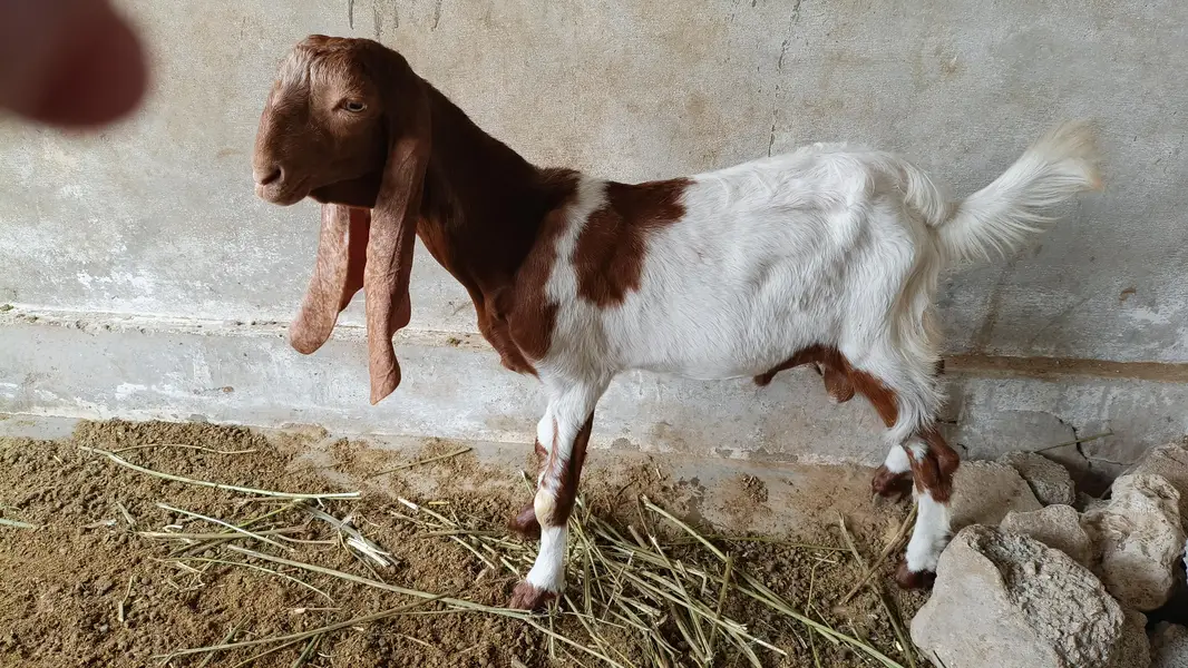 mundi pateri bakri — photo 5