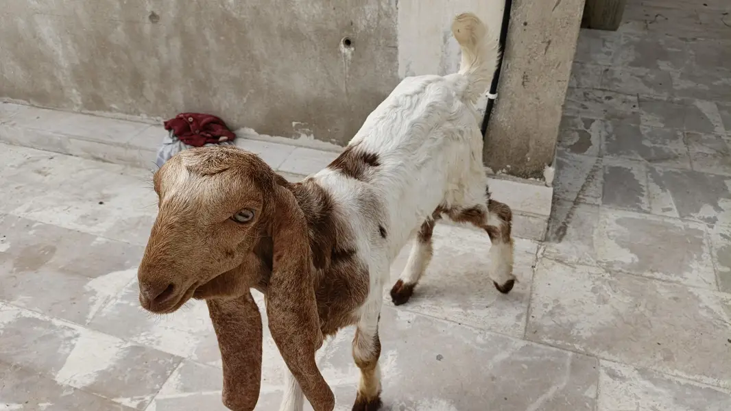 mundi pateri bakri — photo 6