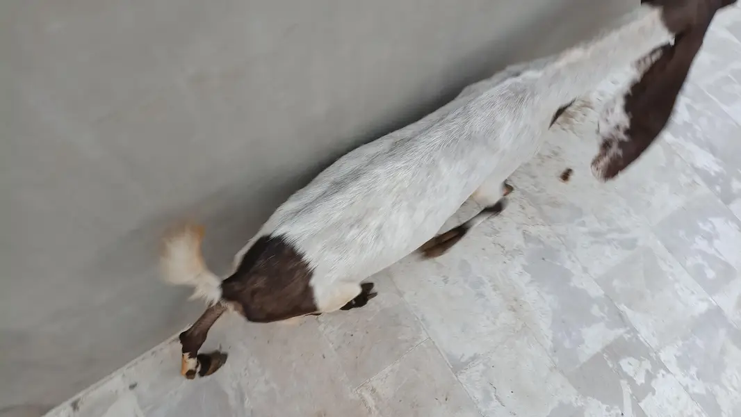 mundi pateri bakri — photo 7