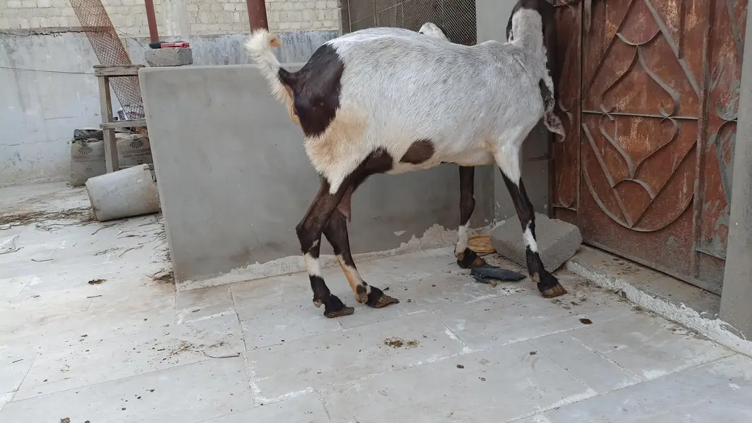 mundi pateri bakri — photo 8