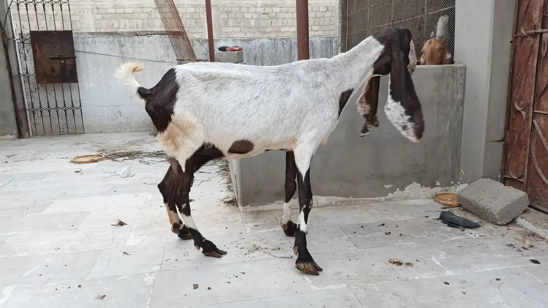 mundi pateri bakri — photo 9