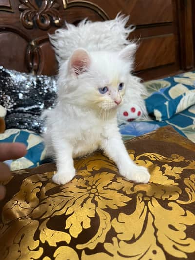 Persian cat