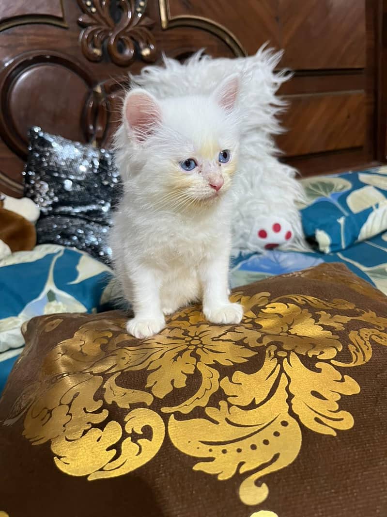Persian cat 1