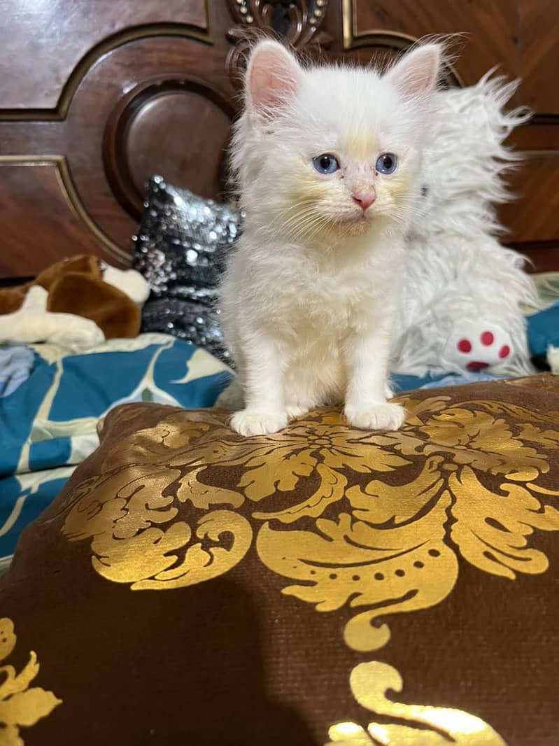 Persian cat 2
