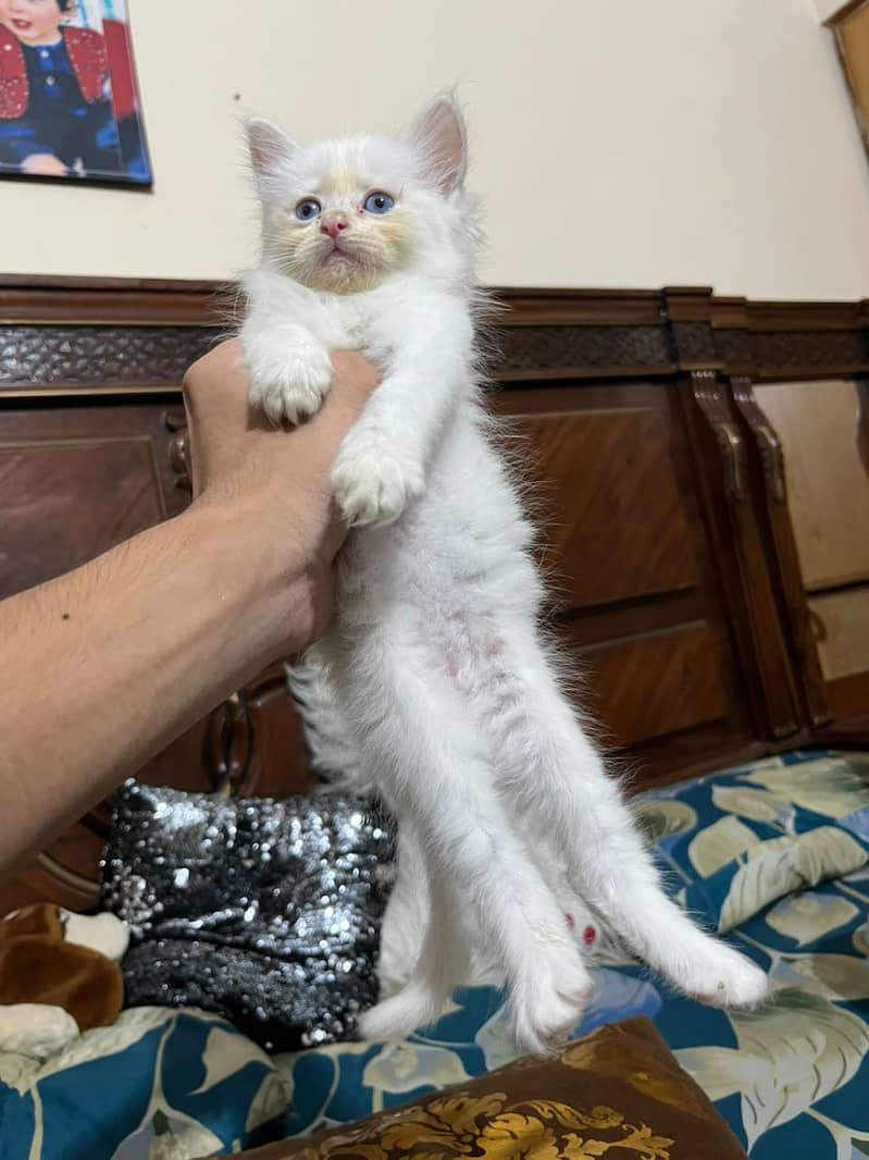Persian cat 3