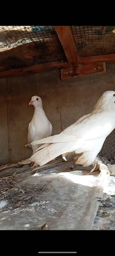 Pomorian Chix pair