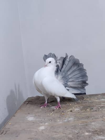 good quality breader grey tail male for sale
