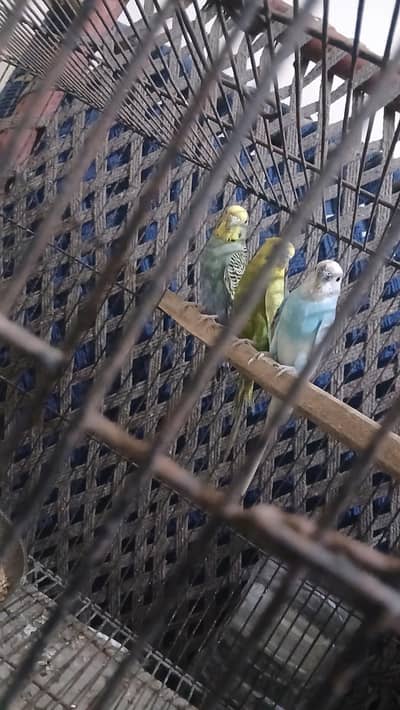 3 pice parrot fo sale