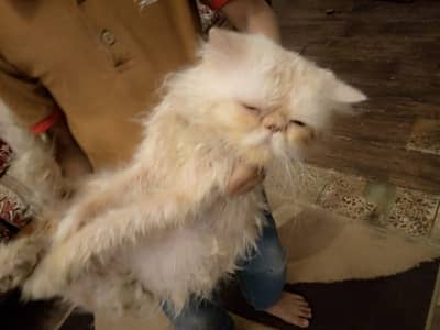 Persian Male Cat (Peki Bloodline)