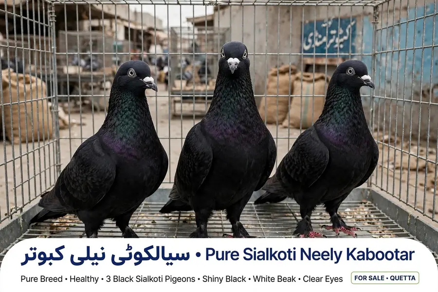 pigeon seller