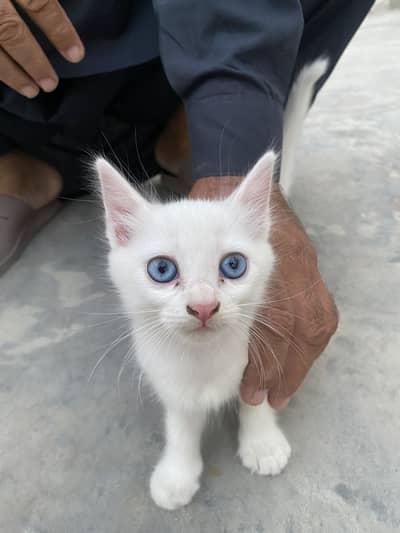 Cute Blue Eyes Kitten for Sale – 2 Months Old