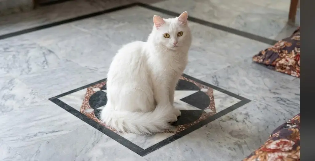 triple coted ful triand cat 03125718522 whatap — photo 2