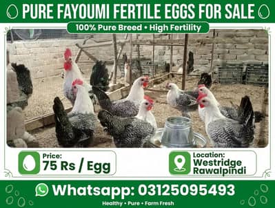 Fresh Fertile Eggs For Hatching - Westridge Rawalpindi - 75 Rs
